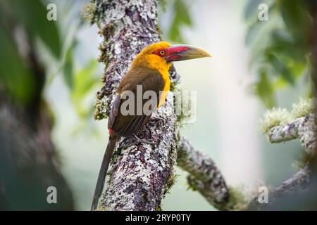 Nahaufnahme eines wunderschönen Safran-Toucanets, der auf einem Baumzweig gegen unscharfe natürliche Hintergründe thront Stockfoto