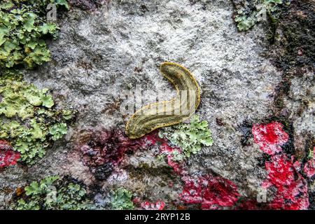 Flache grüne Schnecke auf einem Felsen mit bunten Flechten, Serra da Mantiqueira, Atlantischer Wald, Itatiaia, Stockfoto