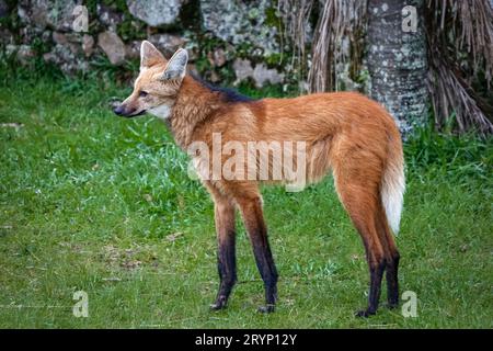 Nahaufnahme eines Mähnenwolfs auf dem grasbewachsenen Gelände des Heiligtums CaraÃ, Steinmauer im Hintergrund, Minas Gera Stockfoto