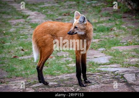 Mähnenwolf auf einem Pfad des Heiligtums CaraÃ, mit dem Kopf nach links, Minas Gerais, Brasilien Stockfoto