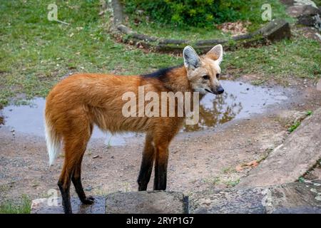 Ein Mähnenwolf auf einem Pfad des Heiligtums CaraÃ, drehend den Kopf nach links, Steinmauer im Hintergrund, Min Stockfoto