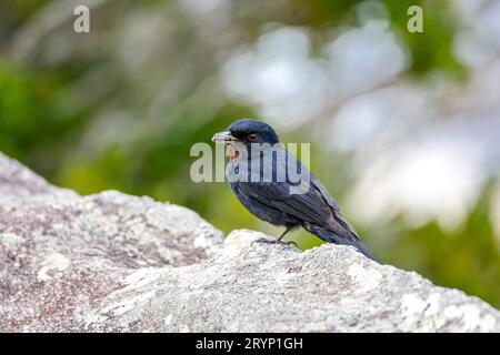 Samtig-schwarzer Tyrann auf einem Felsen mit einem Insekten im Schnabel, Caraca Naturpark, Minas Gerais Stockfoto