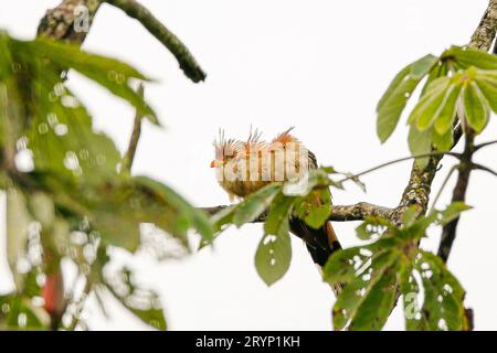 Drei Guira Cuckoos, die dicht nebeneinander auf einem Baumzweig vor hellem Hintergrund sitzen, Minas Gerais, Stockfoto