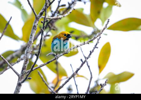 Kleiner, farbenfroher Tanager mit Goldrand, der auf einem winzigen Zweig vor grünem Hintergrund thront, Caraca Natural Stockfoto