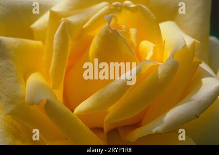 Nahaufnahme von Rosa „Sourire d'Enfant“ Stockfoto