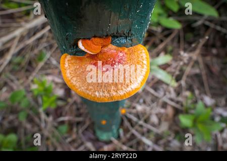 Blick auf einen orangebraunen Baumpilz, der auf einem grünen Holzpfosten wächst, im Naturpark Caraca, Stockfoto