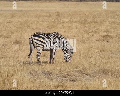 Burchell-Zebras sind Unterarten von Prärie-Zebras, die im südlichen Afrika, hier in Botswana, vorkommen. Stockfoto