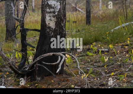 Verbrannte Birke aus nächster Nähe im Naturschutzgebiet Komio, Finnland. Stockfoto