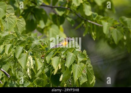 Baltimore oriole (Ikterus galbula) Stockfoto