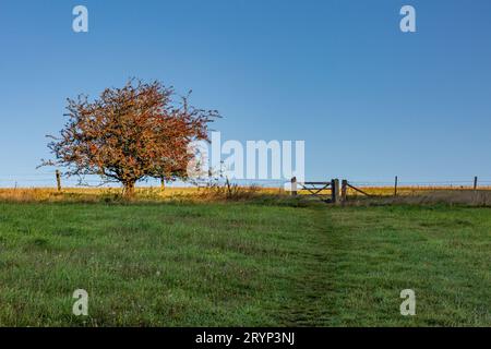 Ein Pfad in den South Downs, der bergauf zu einem Tor führt, mit einem Weißdorn voller Beeren an der Seite und einem blauen Himmel über dem Kopf Stockfoto