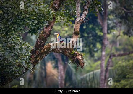 Wunderschöner Rotwein auf einem Baumzweig vor natürlichem, unscharfem Hintergrund, Itatiaia, Mina Stockfoto