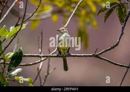 Schwalbenfliegenfänger auf einem winzigen Zweig vor unscharfem Hintergrund, Biribiri State Park, Minas Stockfoto