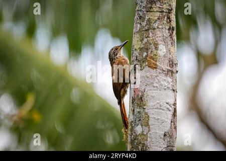 Weißtholzkriecher auf einem Stamm, auf der Suche nach Essen, Itatiaia, Rio de Janeiro, Brasilien Stockfoto