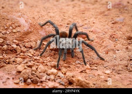 Nahaufnahme einer Tarantel auf rotem Sand, Biribiri State Park, Minas Gerais, Brasilien Stockfoto