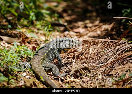 Schwarz-weißes Tegu im Sonnenlicht auf dem Boden, Itatiaia, Rio de Janeiro, Brasilien Stockfoto