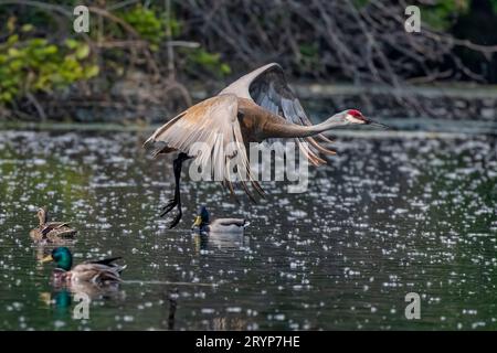 Der Sandhill-Kran (Antigone canadensis) Stockfoto