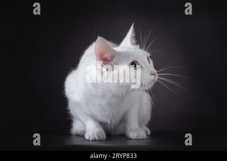 Weiße Katze auf einem schwarzen Hintergrund Stockfoto