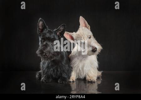 Zwei schwarz-weiße schottische Terrierhündchen auf dunklem Hintergrund Stockfoto