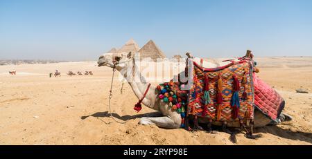 Kamelkopf vor dem Hintergrund der Cheops-Pyramide in Gizeh Ägypten Stockfoto