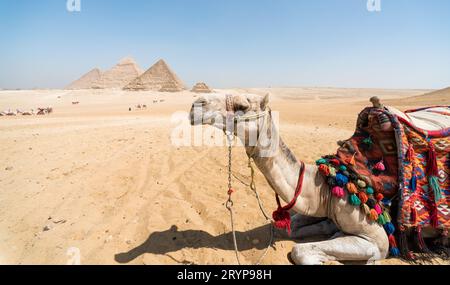 Kamelkopf vor dem Hintergrund der Cheops-Pyramide in Gizeh Ägypten Stockfoto