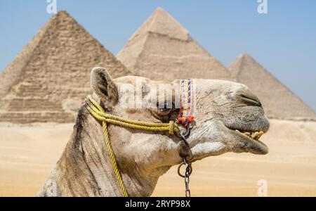 Kamelkopf vor dem Hintergrund der Cheops-Pyramide in Gizeh Ägypten Stockfoto