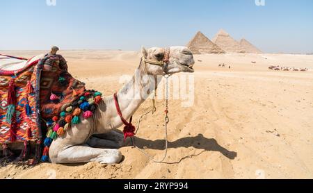 Kamelkopf vor dem Hintergrund der Cheops-Pyramide in Gizeh Ägypten Stockfoto