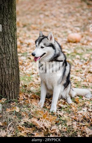 Vertikales Porträt eines Huskys im Herbstwald. Der Hund sitzt mit ausgestreckter Zunge, macht eine Pause von einem Spaziergang und will Wasser. Reisen Stockfoto