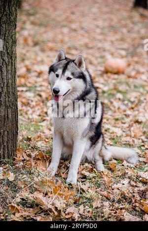 Vertikales Porträt eines Huskys im Herbstwald. Der Hund sitzt mit ausgestreckter Zunge, macht eine Pause von einem Spaziergang und will Wasser. Reisen Stockfoto