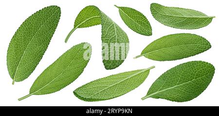 Salbei-Leaves auf weißem Hintergrund isoliert, volle Schärfentiefe Stockfoto