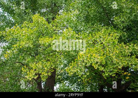 Ginkgo biloba Baum. Selektiver Fokus. Stockfoto