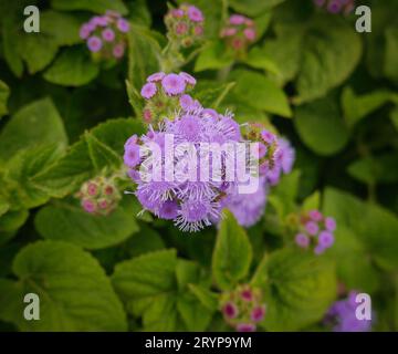 Blumen des Ageratums im Garten. Geringe Feldtiefe. Stockfoto