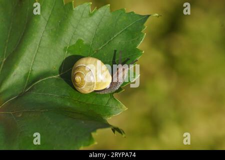 Hennenschnecke oder Braunlippschnecke (Cepaea nemoralis), Familie Helicidae. Ohne dunkle Bänder. Auf einem Traubenblatt. Holländischer Garten, Herbst, Oktober Stockfoto