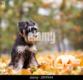 Kleiner Schnauzer Hund im Park mit Kürbiskopf halloween Stockfoto