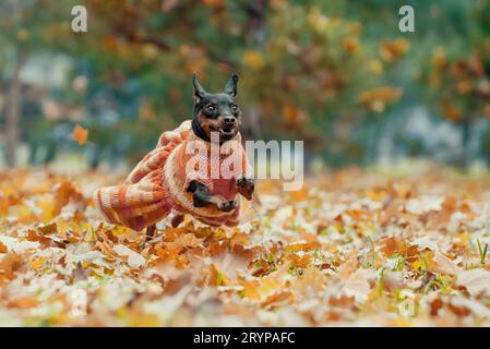 Ein kleiner Pinscher-Hund im Kleid läuft im Park Stockfoto