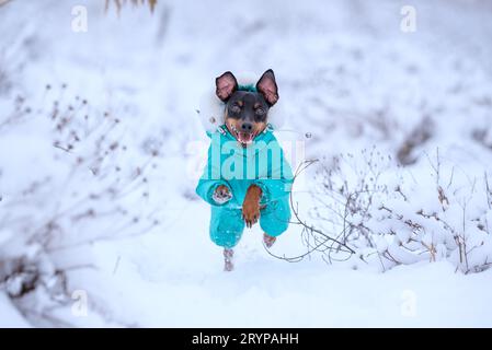 Erwachsene Hundelassen machen einen Miniatur-Pinscher für einen Spaziergang im Schnee Stockfoto