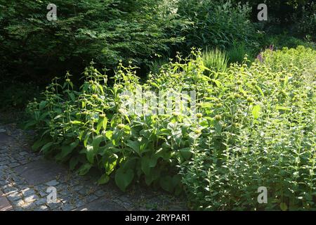 Phlomis russeliana, Salbei aus Jerusalem Stockfoto