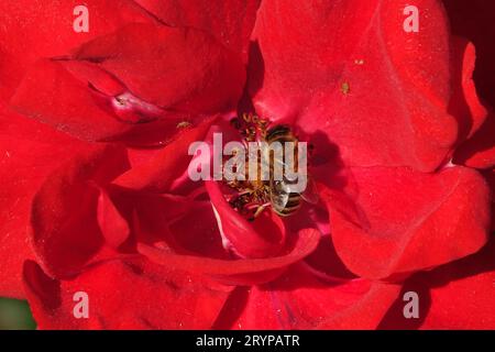 Rosa Alain Blanchard, Biene Stockfoto