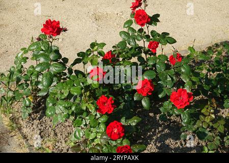 Rosa Alain Blanchard Stockfoto