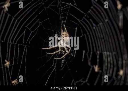 Brückenspinne (Larinioides sclopetarius), auf dem Spinnennetz, allgemein als graue Kreuzspinne bezeichnet. Nachtszene aus Wisconsin. Stockfoto