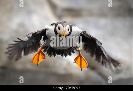 Horned Puffin (Fratercula corniculata) in Zuchtgefieder, das vom Fels springt, Alaska, USA. Stockfoto