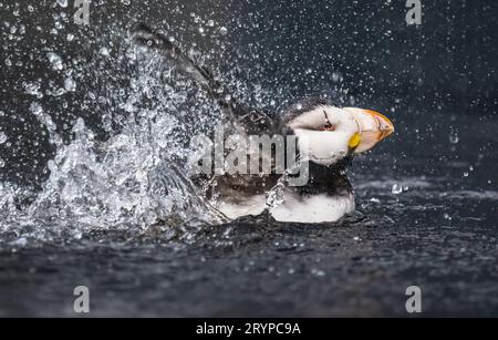 Hornpuffin (Fratercula corniculata) in der Zucht von Gefieder, das seine Flügel in Wasser schlägt, Alaska, USA. Stockfoto