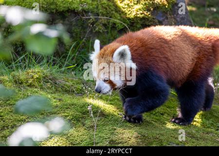 Westliche Katzenbär (Ailurus Fulgens Fulgens), auch bekannt als die nepalesischen roter Panda. Stockfoto
