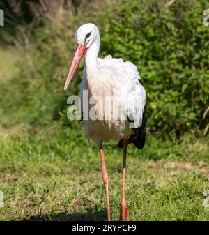 Anmutiger Storch auf einer malerischen Wiese Stockfoto