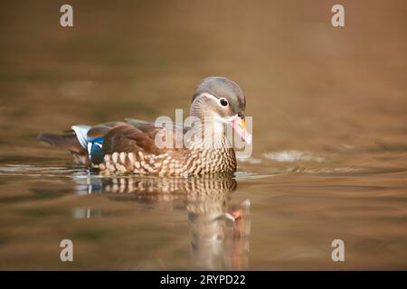 Mandarinente (Aix galericulata). Weiblich auf Wasser. Deutschland Stockfoto