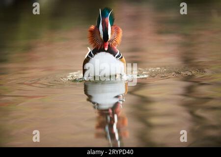 Mandarinente (Aix galericulata). Drake auf Wasser, zeigt. Deutschland Stockfoto