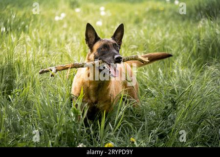 Belgischer Schäferhund, Malinois. Erwachsener, der auf einer Wiese steht, mit einem Stock im Mund. Deutschland Stockfoto