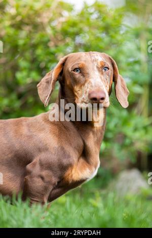 Kurzhaariger Dachshund. Erwachsener Mann, der im Gras steht, Porträt. Deutschland Stockfoto