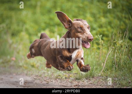 Kurzhaariger Dachshund. Erwachsener Mann, der auf einem Pfad läuft. Deutschland Stockfoto