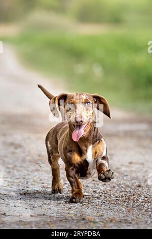 Kurzhaariger Dachshund. Erwachsener Mann, der auf einem Pfad läuft. Deutschland Stockfoto