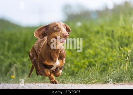 Kurzhaariger Dachshund. Erwachsener Mann, der auf einem Pfad läuft. Deutschland Stockfoto